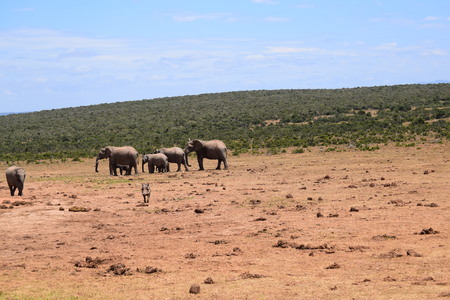 South Africaのeditorial素材