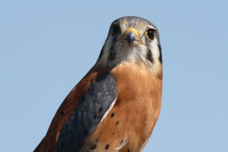 Amercian kestrelの写真素材