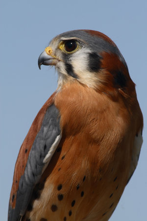 Amercian kestrelの写真素材