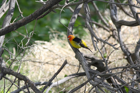 Western tanagerの写真素材