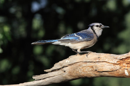 Blue jayの写真素材