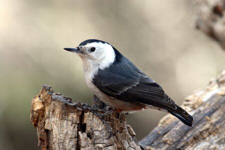 White-breasted nuthatchの写真素材