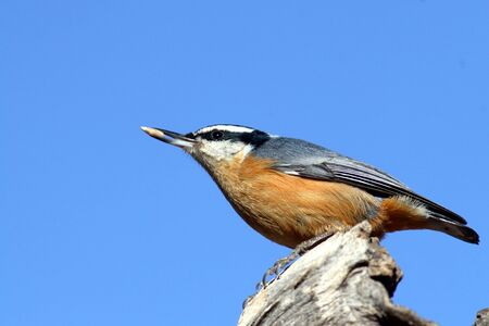 Red-breasted nuthatchの写真素材