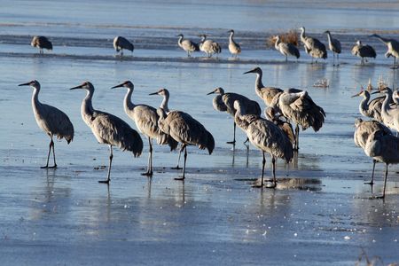 Sandhill cranes at sunriseの写真素材