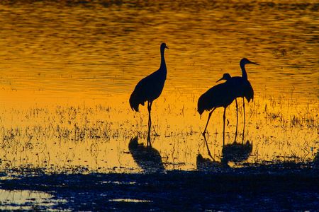 Three sandhill cranes at sunsetの写真素材