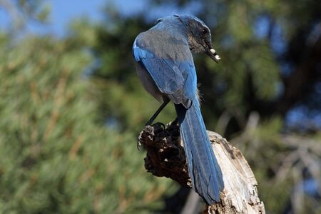 Western Scrub Jay (Aphelocoma coerulescens)の写真素材