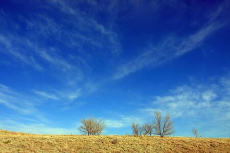 Trees and skyの写真素材