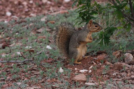 Squirrelの写真素材