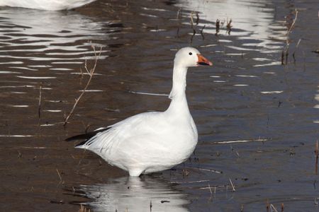 Snow gooseの写真素材