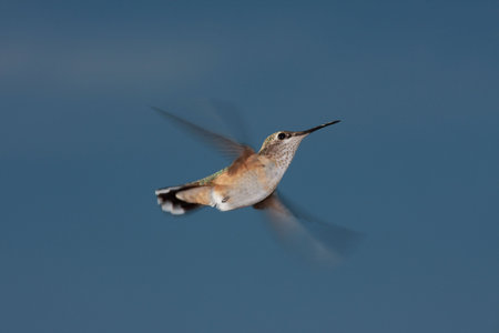 Hummingbird in flightの写真素材