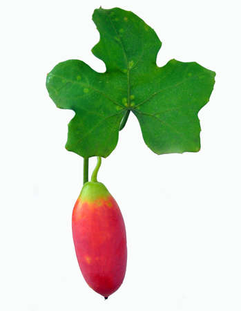 cocciniaの写真素材