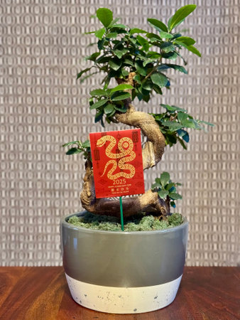 Chinese New Year 2025 Bonsai Treeの写真素材