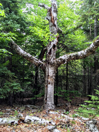 An Old Treeの写真素材