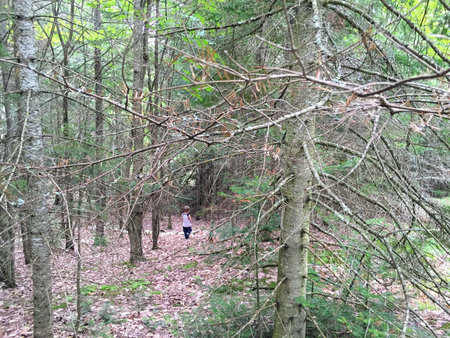 A Small Boy Hikes Through The Woodsの写真素材