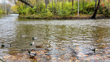 Ducks play in a small streamの写真素材