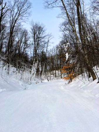 An empty ski trail through the forestの写真素材