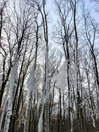Thin trees covered in snowの写真素材