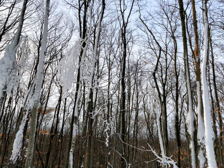 Thin trees with bark covered in snowの写真素材
