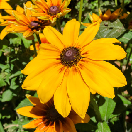 Bright Yellow Black-Eyed Susan in Sunlightの写真素材