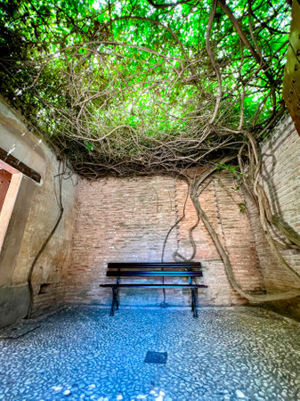 Shady Bench Under Vine-Covered Enclosureの写真素材