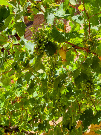 Green Grapes on Vine in Sunlightの写真素材