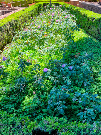 Lush Garden Bed with Purple Flowersの写真素材