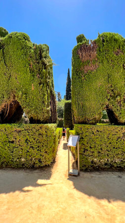 Alcazar Garden Path Through Sculpted Hedgesの写真素材
