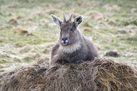 Gorals are often found on rocky hillsides at high elevations. Though their territory often coincides with that of the closely-related serow, the goral will usually be found on higher, steeper slopes with less vegetation. Photo taken in a wildlife park in の写真素材