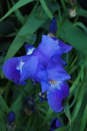 Summer purple violet iris flowers close up view natural background