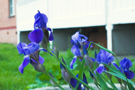 Summer purple violet iris flowers close up view natural background