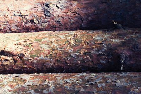 Texture of natural wood in summer forest backgroundの写真素材