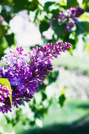 Blossoming Syringa Lilac spring flowers in Moscow park floral backgroundの写真素材