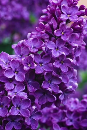 Blossoming Syringa Lilac spring flowers in Moscow park floral backgroundの写真素材
