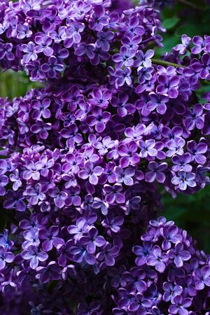 Blossoming Syringa Lilac spring flowers in Moscow park floral backgroundの写真素材