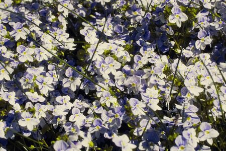 Veronica filiformis Slender speedwell white blue little flowers backgroundの写真素材