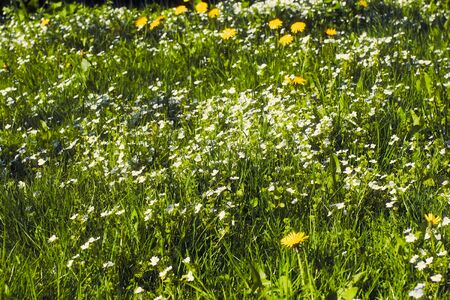 Green meadow grass field natural backgroundの写真素材