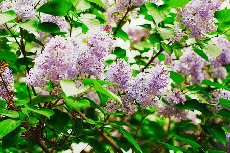 Blossoming Syringa Lilac spring flowers in Moscow park floral backgroundの写真素材