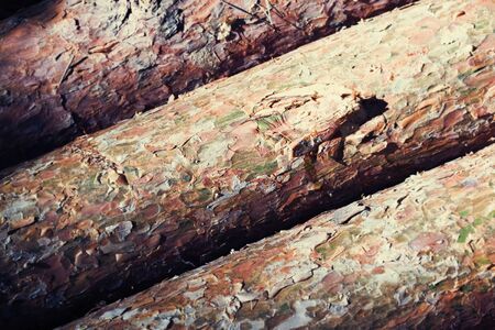 Texture of natural wood in summer forest backgroundの写真素材