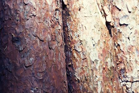 Texture of natural wood in summer forest backgroundの写真素材