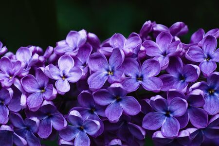 Blossoming Syringa Lilac spring flowers in Moscow park floral backgroundの写真素材