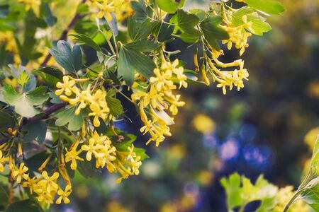 Yellow flowers of Golden Buffalo Currant Ribes Aureum backgroundの写真素材