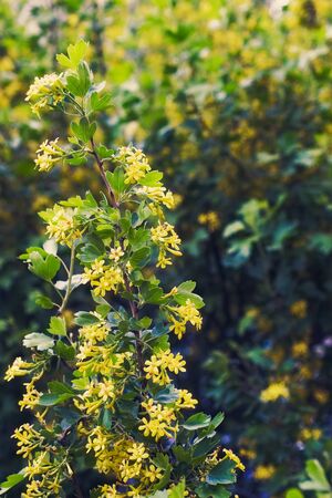 Yellow flowers of Golden Buffalo Currant Ribes Aureum backgroundの写真素材