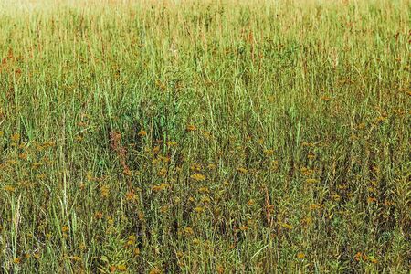 Green meadow grass field natural backgroundの写真素材
