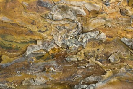 Texture of natural wood in summer forest backgroundの写真素材