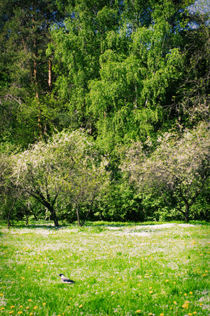 Beautiful green summer landscape in Russia backgroundの写真素材