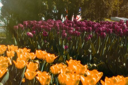Beautiful spring colorful tulips outdoor sunny backgroundの写真素材