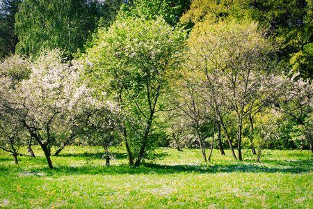 Beautiful green summer landscape in Russia backgroundの写真素材