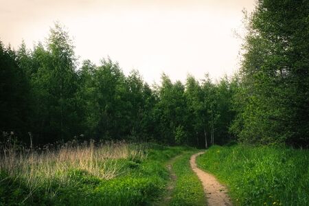Beautiful green summer landscape in Russia backgroundの写真素材
