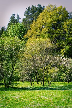 Beautiful green summer landscape in Russia backgroundの写真素材