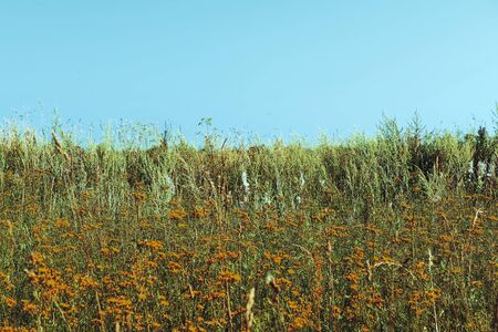 Green meadow grass field natural backgroundの写真素材